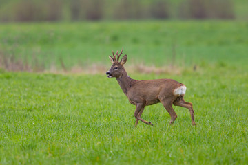 Young roebuck standing in meadow