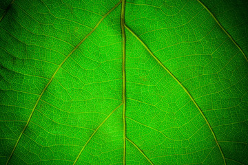 Green leaf pattern closeup background. leaves for background.