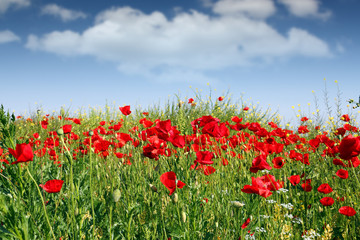 Obraz na płótnie Canvas poppies flowers meadow spring season