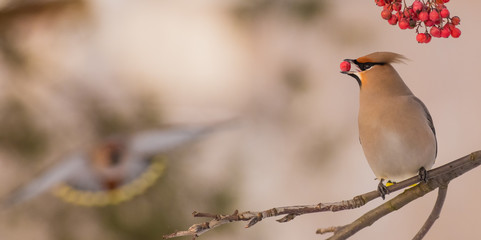 Bohemian Waxwing - Bombycilla garrulus