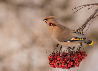 Bohemian Waxwing - Bombycilla garrulus