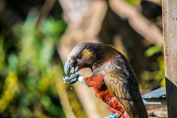 Poly eating a cracker