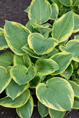 Fototapeta premium Leaves Flower Hosta fortunei