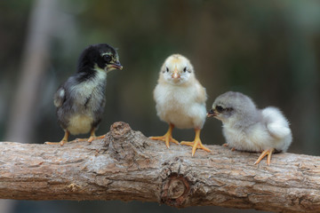 Cute chicks on nature background