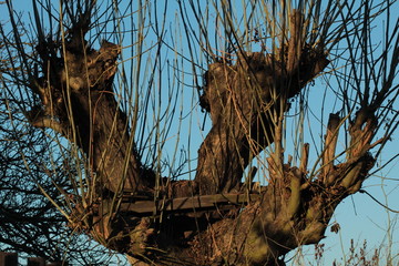 Willow tree/This is a detail of crown willow.