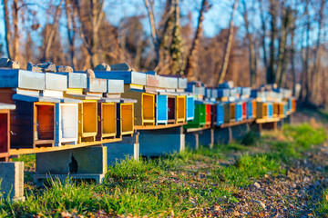 Bee hives to stand side by side on the field in northern Italy