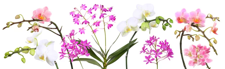 Gordijnen Orchideen Collage © Marina Lohrbach