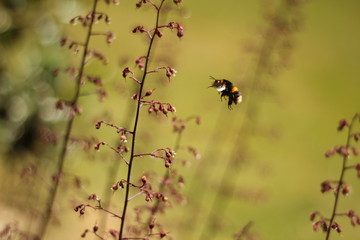 Bumblebee