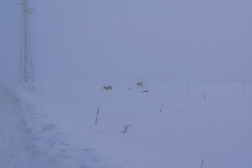 Dogs playing in a foggy winter day