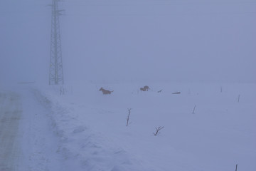 Dogs playing in a foggy winter day