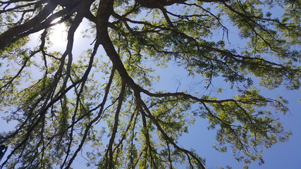 Fur tree against sun 