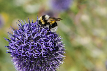 Bumble bee collects nectar from purple flower on blurred colorful background