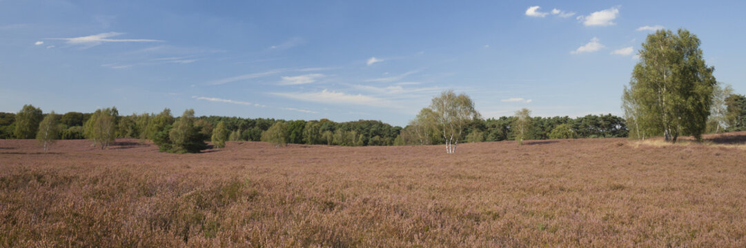 Bl&uuml;hende Heidelandschaft, Naturschutzgebiet Westruper Heide, M&uuml;nsterland, Nordrhein-Westfalen, Deutschland