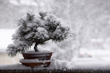 Schneebedeckter Bonsai-Baum