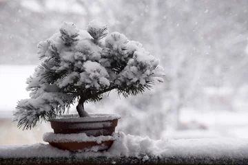Foto op Plexiglas Bonsai Met sneeuw bedekte bonsaiboom