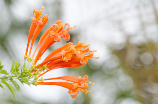 .Orange trumpet, Flame flower, Fire-cracker vine leaf on a tree.