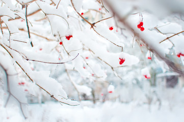Several red ripe fruits of viburnum covered in snow and hanging on branches in a garden. Cold winter day in January