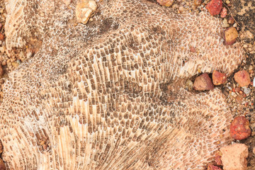 Excavating dinosaur fossils