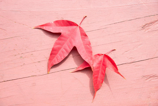 Red leaf of meple in forest.