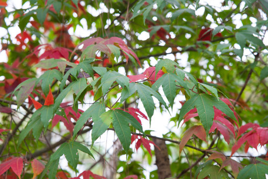 Red leaf of meple in forest.