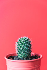 A small cactus with thorns in a rose pink pot against the pink wall.