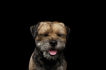 Close-up portrait of border terrier dog with closed eyes dreaming isolated on black background, front view