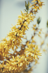 Yellow forsythia spring flowers