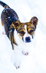 dog. pet dog sitting in the snow