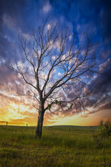 Plakat lonely tree in sunset time 