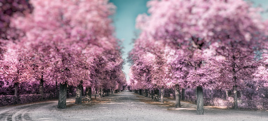 alley with pink trees