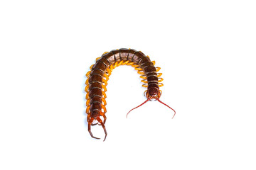 close up - centipede on white background