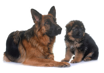 puppy and adult german shepherd