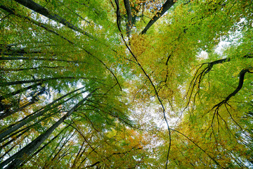 Fototapeta premium forêt automne