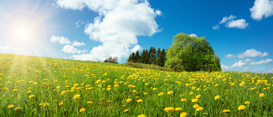 Green field with yellow dandelions and blue sky. Panoramic view to grass and flowers on the hill on...