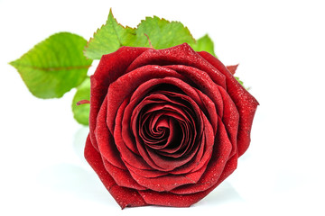 Beautiful red rose