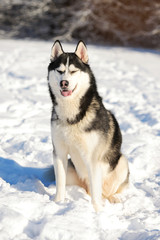 Male Husk outdoors in a snowy forest