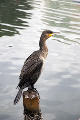 Balık&ccedil;ıl Kuşu