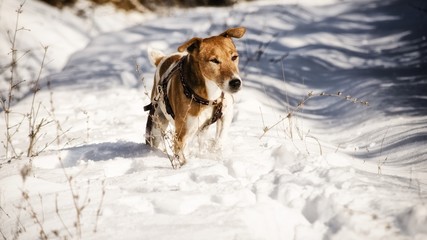 dog running in snow