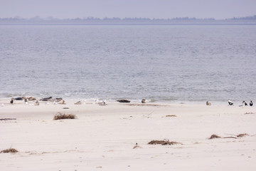 Am Strand von Amrum