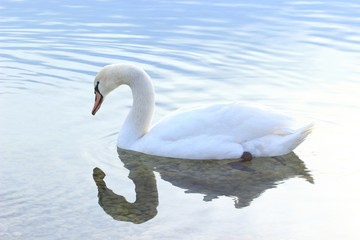 Naklejka na ściany i meble Swan on the water