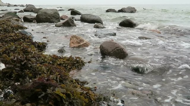 brown algae on shore of rugen island on baltic sea