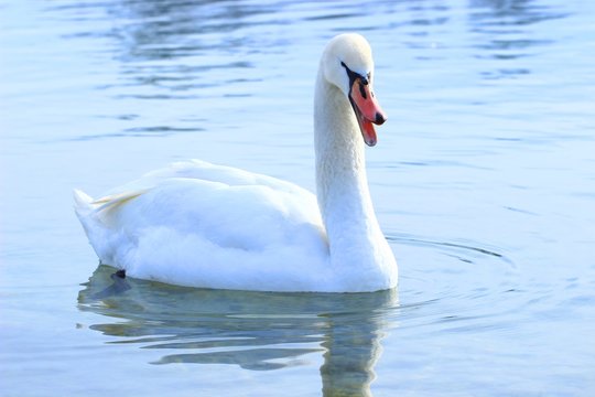 Swan, Cygnus olor