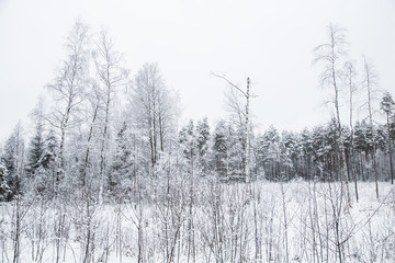 A beautiful winter landscape in nordic Europe, in gray, overcast day