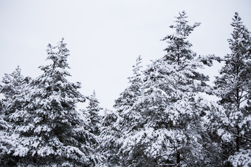 A beautiful winter landscape in nordic Europe, in gray, overcast day