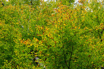 forêt automne