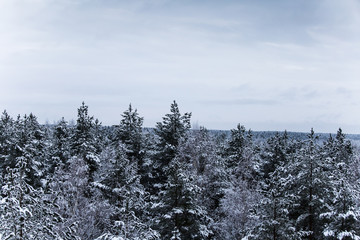 A beautiful winter landscape in nordic Europe, in gray, overcast day