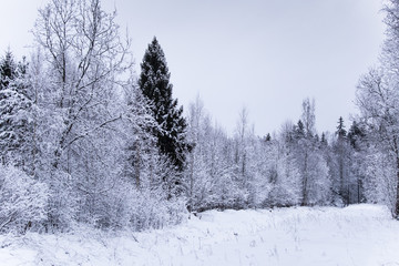 A beautiful winter landscape in nordic Europe, in gray, overcast day