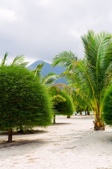 Obraz premium Tropical garden at mountain background.