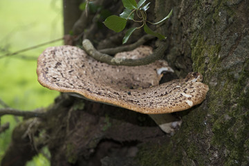 Naklejka premium Fungi