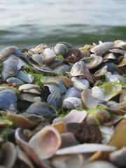 Cockleshell on the sea background
